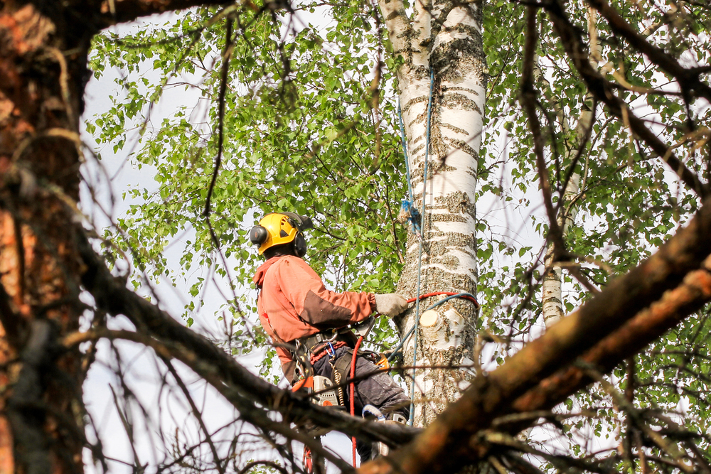 Man in tree